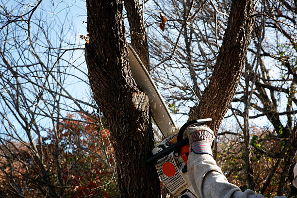 Scandia, MN Tree Care Company